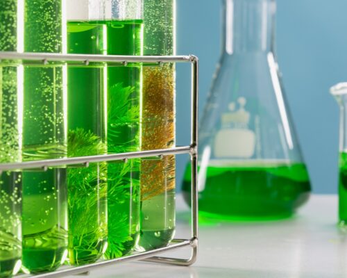 Biopaliwo z alg